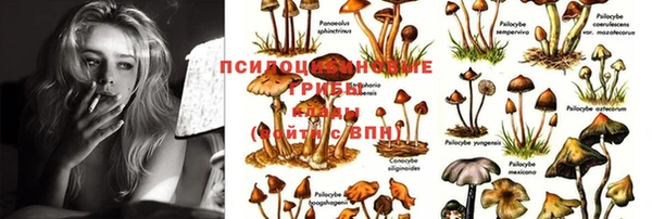 индика Беломорск